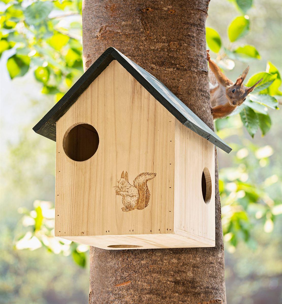 Eichhörnchen Kobelnest